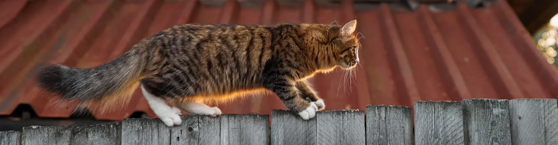 Eine flauschige Katze mit gestreiftem Fell läuft anmutig an einem Holzzaun entlang, mit einem rostfarbenen Dach im Hintergrund.