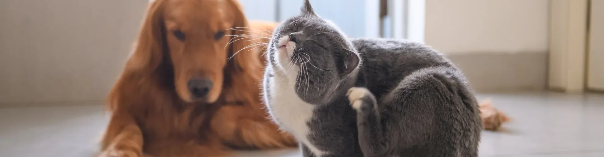 Eine grau-weiße Katze kratzt sich am Ohr, während im Hintergrund ein Golden Retriever auf dem Boden liegt.