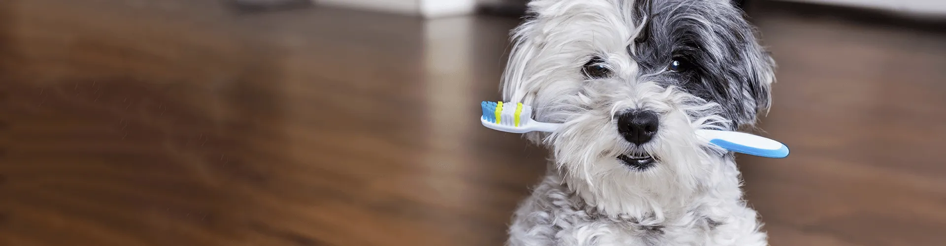 headerbild-hund_zahnbuerste Ein flauschiger Hund mit schwarzem und weißem Fell hält eine Zahnbürste im Maul und steht auf einem Holzboden.