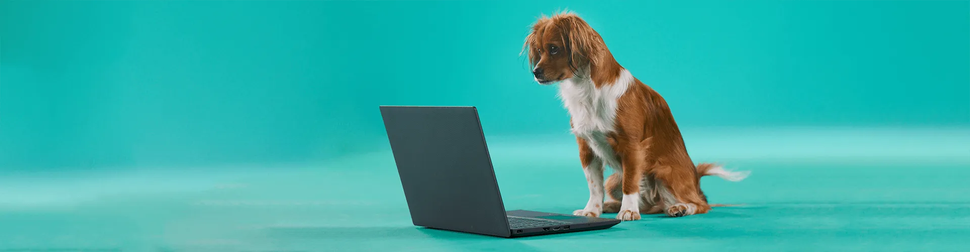 Ein braun-weißer Hund schaut aufmerksam auf einen Laptop-Bildschirm vor einem türkisfarbenen Hintergrund.