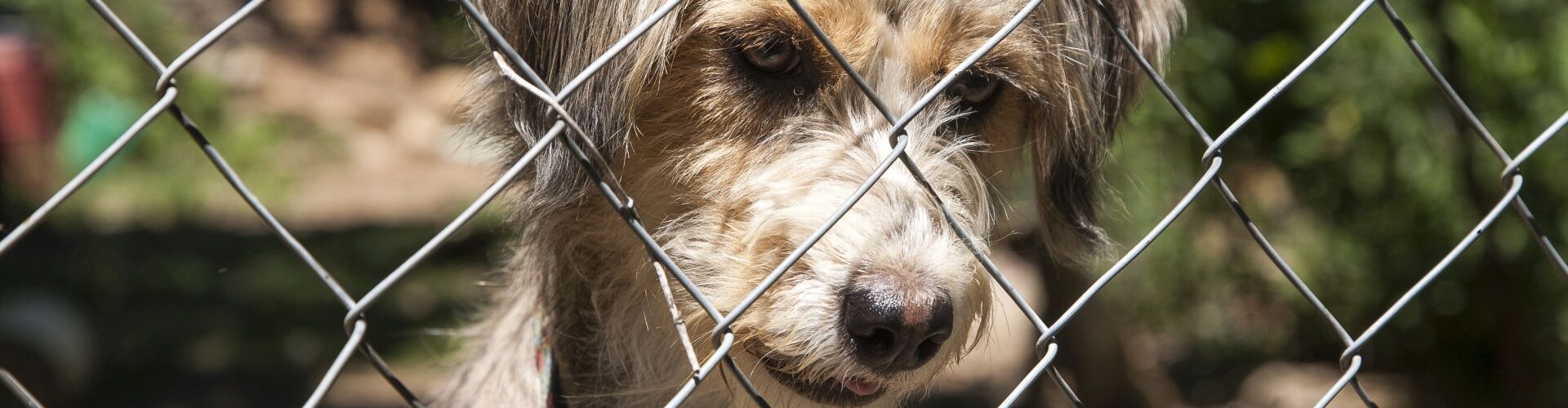Ein ungepflegter Hund mit hellem Fell blickt mit traurigem Gesichtsausdruck durch einen Maschendrahtzaun, umgeben von Grünflächen im Hintergrund.