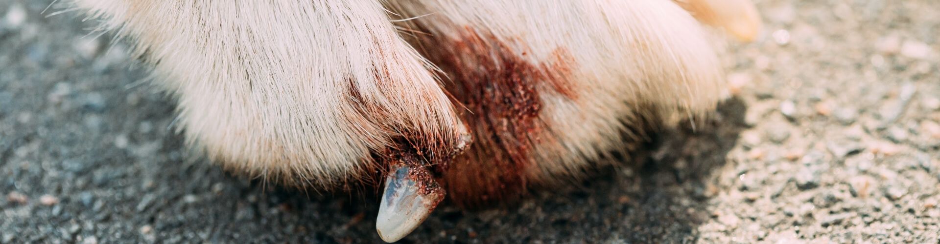 Nahaufnahme einer Hundepfote mit einer sichtbaren Wunde und Blut auf dem Fell.