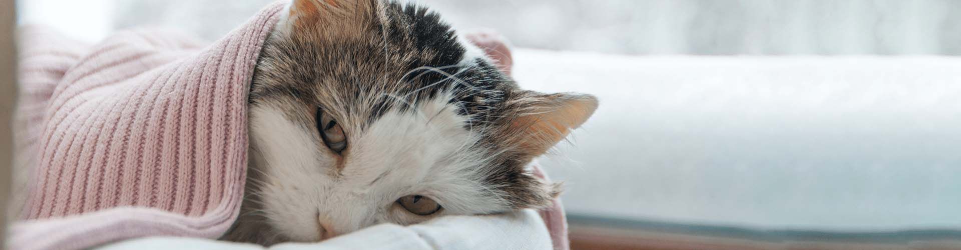 Eine flauschige Katze, eingewickelt in eine rosafarbene Decke, liegt gemütlich auf einer weißen Fläche und blickt mit halbgeschlossenen Augen sanft vor sich hin.