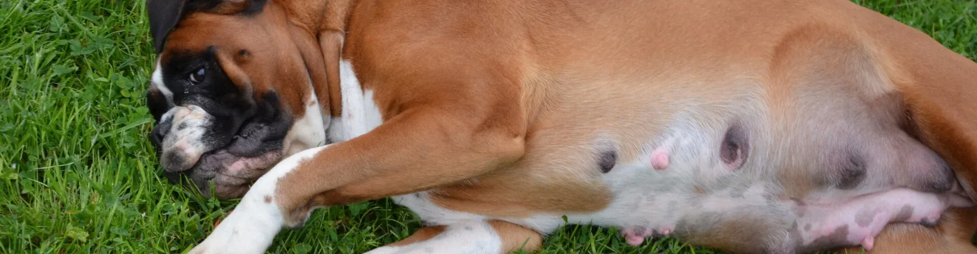 Trächtiger braun-weißer Hund auf grünem Gras liegend, mit teilweise geschlossenen Augen.