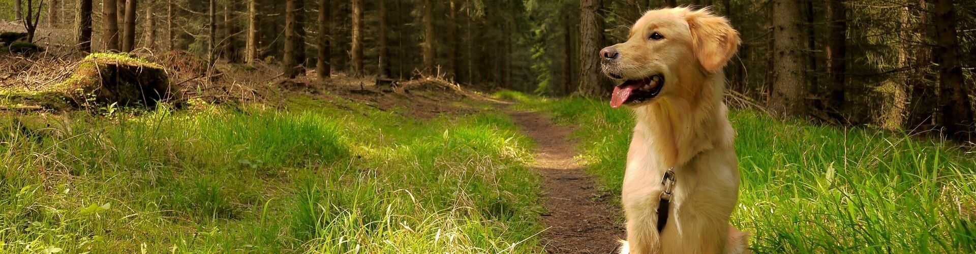 Golden Retriever sitzt auf einem Waldweg, umgeben von üppigem Grün und Bäumen, mit heraushängender Zunge und Blick zur Seite.