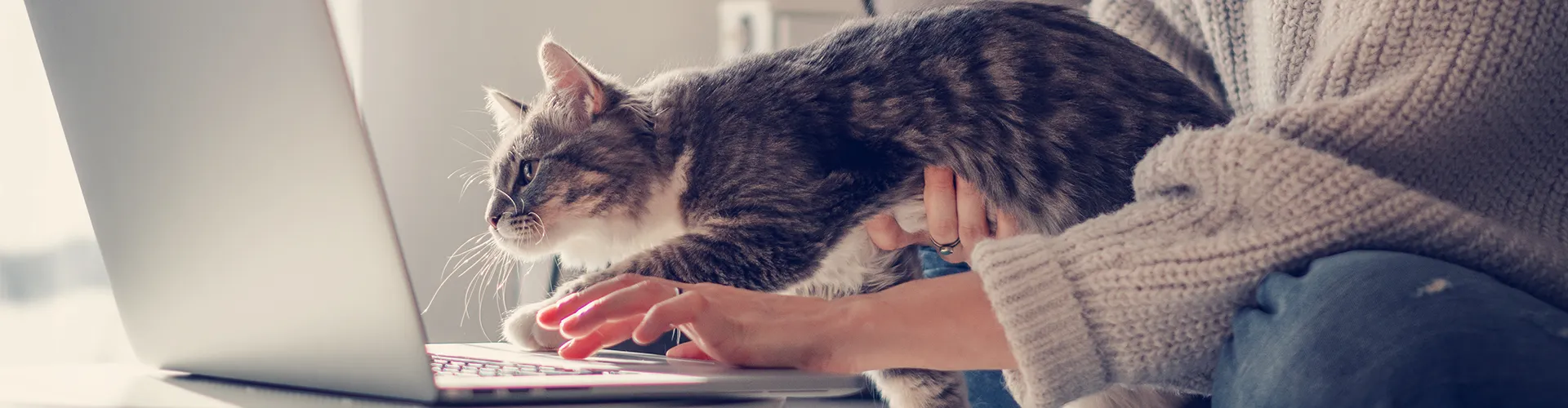 Eine Person in einem Pullover tippt auf einem Laptop, während sich eine getigerte Katze über die Tastatur beugt.