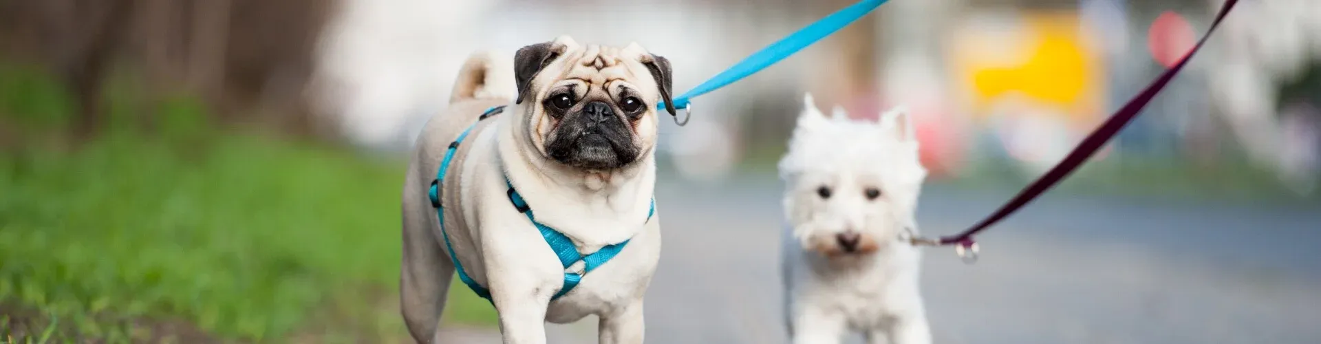 Ein Mops mit blauem Geschirr und ein kleiner weißer Hund an der Leine laufen nebeneinander auf einem Pfad mit viel Grün und unscharfem Hintergrund.