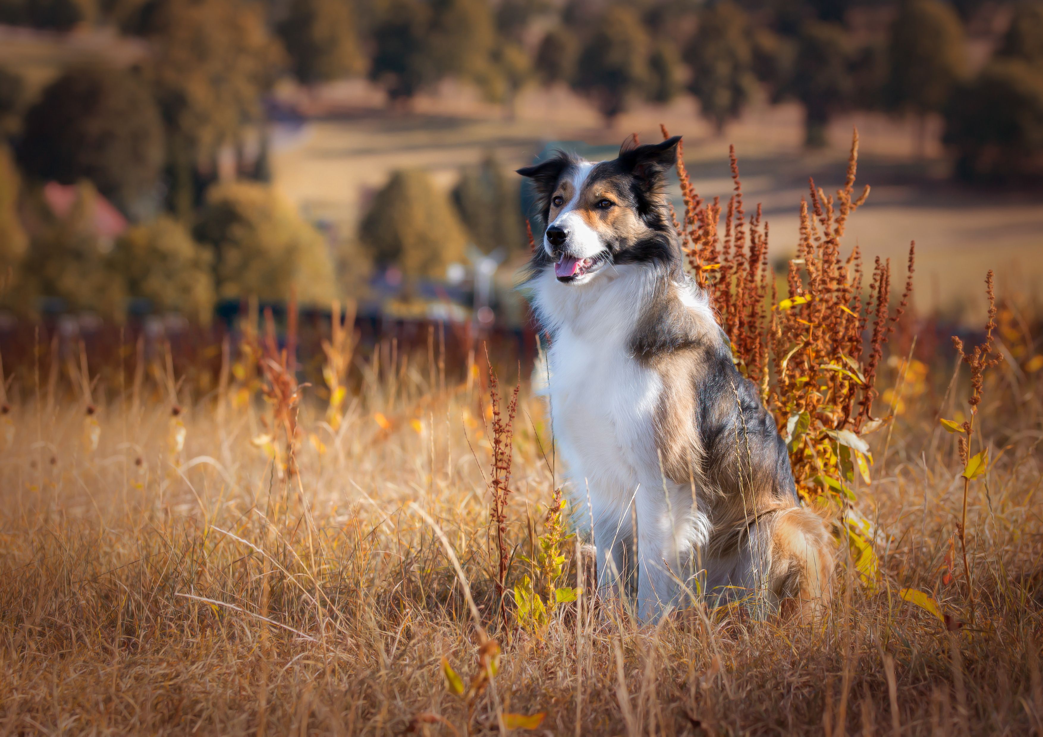 Ein Border Collie sitzt in einem sonnenbeschienenen Feld mit hohem Gras und Herbstlaub und wirkt aufmerksam und zufrieden.