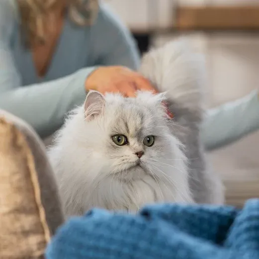 Eine flauschige weiße Katze mit grünen Augen sitzt auf einer Couch und wird von einer Person in einem blauen Pullover sanft gestreichelt.