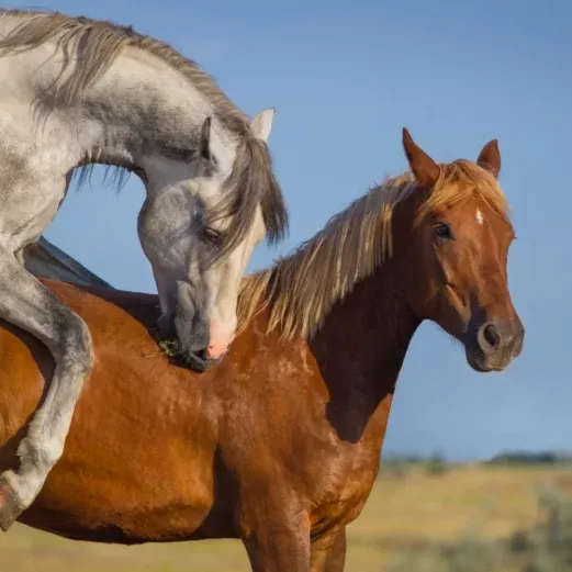 Zwei Pferde auf einer Wiese; ein graues Pferd besteigt ein braunes Pferd unter einem klaren blauen Himmel.