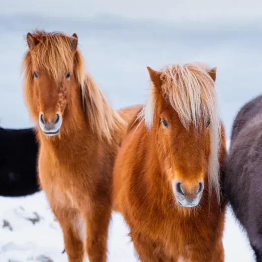 Zwei Islandpferde mit dickem, zotteligem Fell stehen in einer verschneiten Landschaft und schauen in die Kamera.