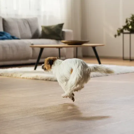 Ein kleiner Hund läuft freudig durch ein Wohnzimmer mit Sofa, Couchtisch und Teppich im Hintergrund.