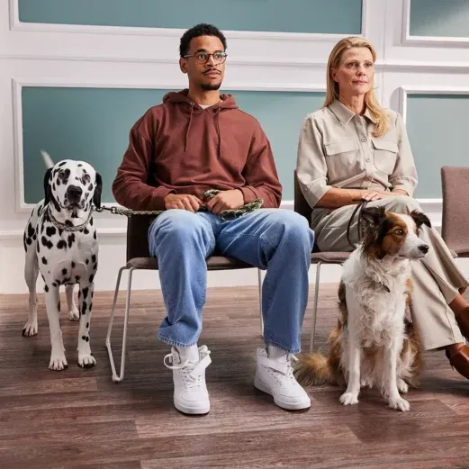 Zwei Menschen sitzen mit einem Dalmatiner und einem Border Collie in einem Wartezimmer mit Holzfußboden und hellen Wänden.