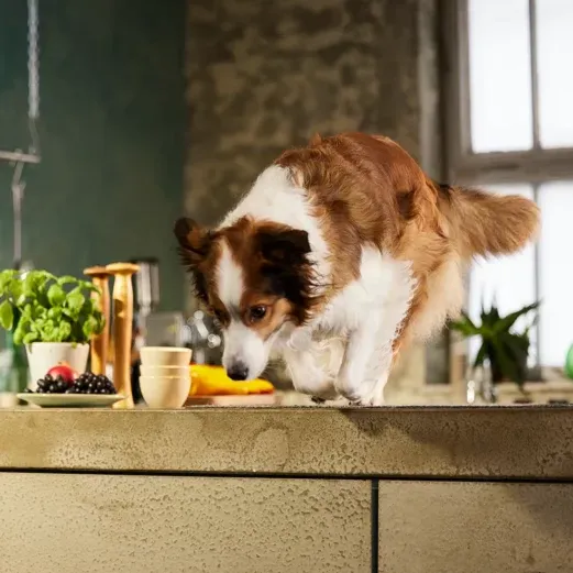 Braun-weißer Hund, der von einem Küchentisch in der Nähe von Obst und einer Pflanze springt, mit einem Fenster im Hintergrund.