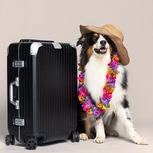Hund mit Strohhut und bunter Blumenkette, sitzend neben einem schwarzen Koffer auf Rädern, vor einfarbigem Hintergrund.