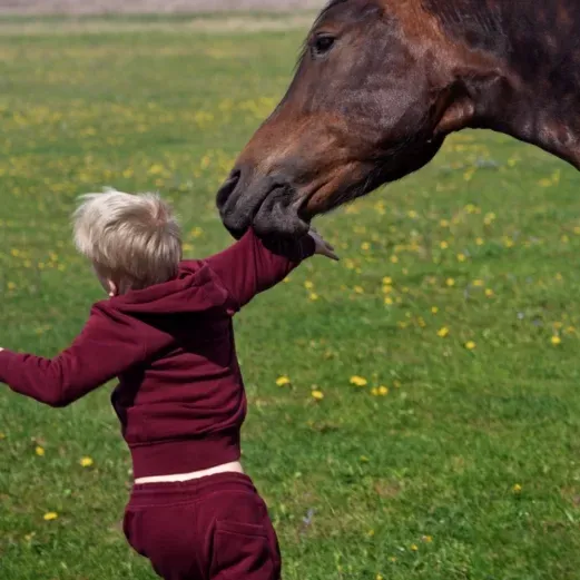 Ein braunes Pferd knabbert am Arm eines Kindes mit rotem Kapuzenpulli, das auf einer grasbewachsenen Wiese mit verstreuten gelben Blumen spielt.
