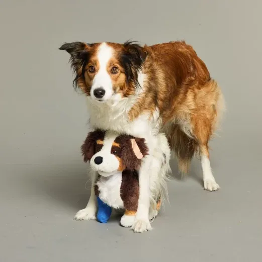 Brauner und weißer Hund, der über einem Plüschtier steht, das ihm selbst ähnelt, vor einem schlichten Hintergrund.