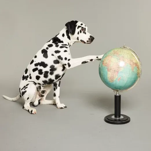 Dalmatiner sitzend und mit der Pfote eine Weltkugel berührend vor einem schlichten grauen Hintergrund.
