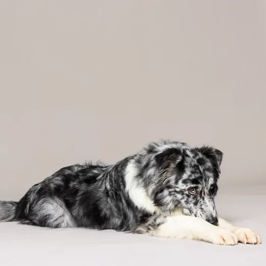 Merle-farbener Hund, der mit dem Kopf auf den Pfoten liegt und zur Seite schaut, vor einem einfarbigen Hintergrund.