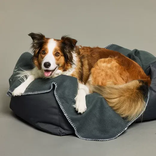 Braun-weißer Hund, der auf einem dunkelgrauen Bett liegt und vor einem neutralen Hintergrund zufrieden und entspannt aussieht.