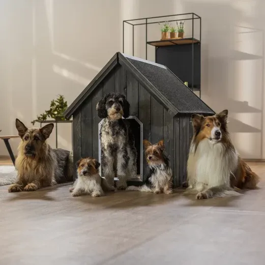 Fünf Hunde verschiedener Rassen sitzen in einer dunklen Hundehütte aus Holz in einem gut beleuchteten Raum mit Pflanzen im Hintergrund.