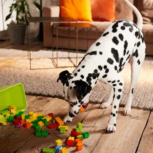 Dalmatiner spielt mit bunten Bauklötzen auf einem Holzboden in einem gemütlichen Wohnzimmer mit einem Sofa und Pflanzen im Hintergrund.