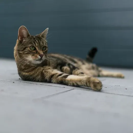 Getigerte Katze auf grauem Holzboden, wachsam und entspannt, mit unscharfem blauem Hintergrund.