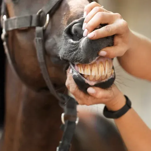 Person, die die Zähne eines Pferdes untersucht, indem sie die Oberlippe anhebt, wobei das Pferd ein Zaumzeug trägt.