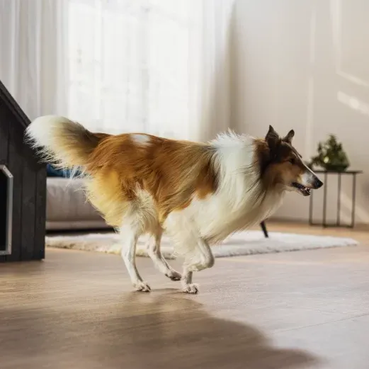 Ein Collie-Hund mit langem, wallendem Fell läuft energisch durch ein sonnenbeschienenes Wohnzimmer mit einer Hundehütte und einem kleinen Tisch im Hintergrund.