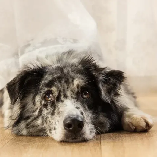 Ein schwarz-weißer Hund mit geflecktem Fell liegt auf einem Holzboden und schaut mit ausdrucksstarken Augen auf.