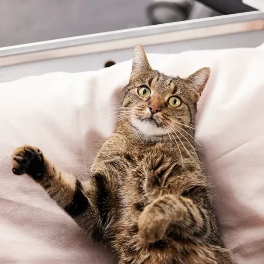 Eine getigerte Katze, die auf dem Rücken auf einem weißen Kissen liegt und mit großen Augen und leicht erhobenen Pfoten nach oben schaut.