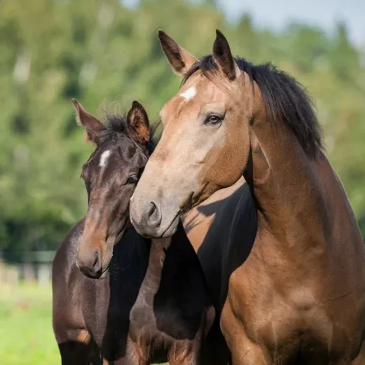Ein braunes Pferd und ein dunkles Fohlen stehen eng beieinander auf einer grünen Wiese, mit verschwommenen Bäumen im Hintergrund an einem sonnigen Tag.