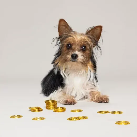 Yorkshire Terrier sitzt mit verstreuten Goldmünzen auf einem schlichten Hintergrund und schaut direkt in die Kamera.