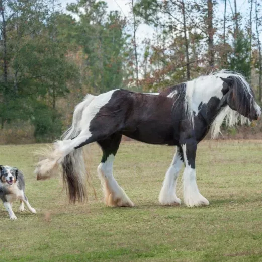 Ein schwarz-weißes Pferd tritt nach einem rennenden Hund in einem grasbewachsenen Feld mit Bäumen im Hintergrund.