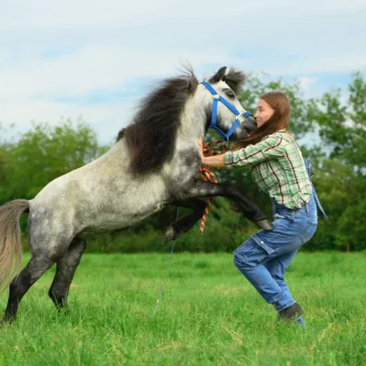 Person in kariertem Hemd und Jeans in Interaktion mit einem sich aufbäumenden Pferd in einem grasbewachsenen Feld, mit Bäumen im Hintergrund.