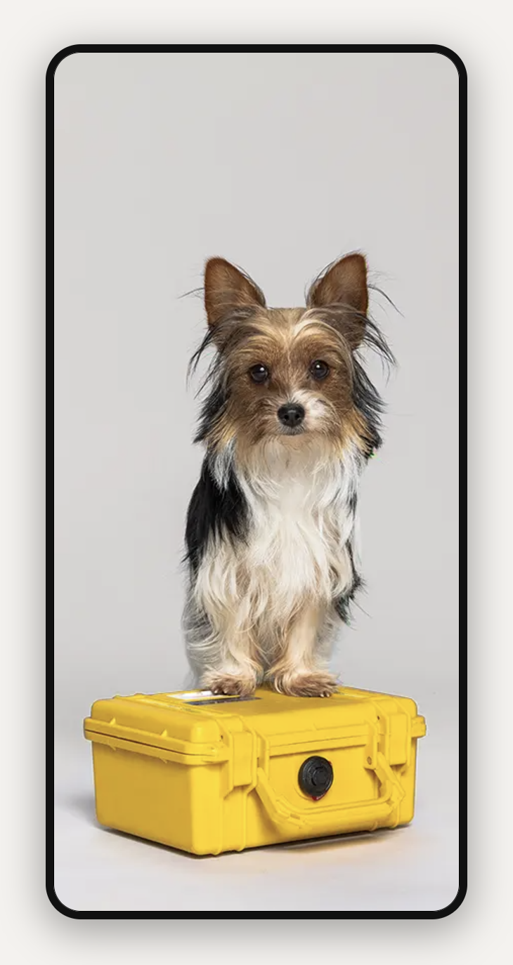 Kleiner Hund mit braunem und weißem Fell sitzt auf einer geschlossenen gelben Kiste vor einem schlichten Hintergrund.