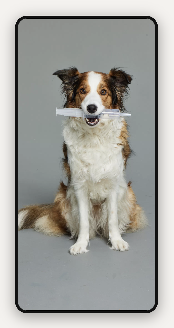Ein brauner und weißer Hund, der eine große Spritze im Maul hält, vor einem grauen Hintergrund.