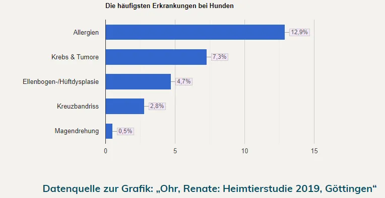 Grafik zeigt, dass die häufigste Erkrankung bei Hunden eine Allergie ist. Balkendiagramm mit den häufigsten Hundekrankheiten: Allergien (12,9 %), Krebs/Tumore (7,3 %), Ellbogen-/Hüftdysplasie (4,7 %), Kreuzbandriss (2,8 %), Magendrehung (0,4 %).