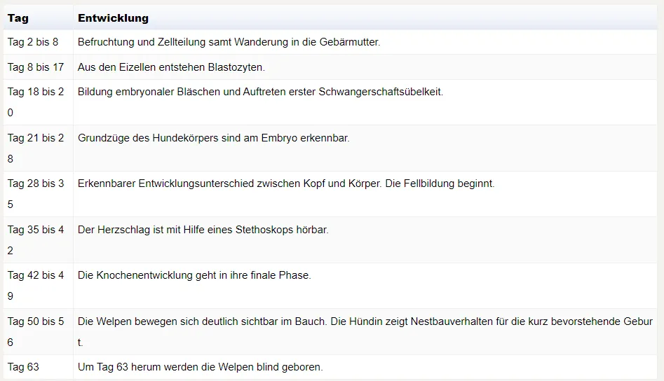 Tabelle mit den Stadien der Hundeträchtigkeit, von der Befruchtung an Tag 2 bis zur Geburt des Welpen an Tag 63, mit Beschreibungen der embryonalen und fötalen Entwicklung.