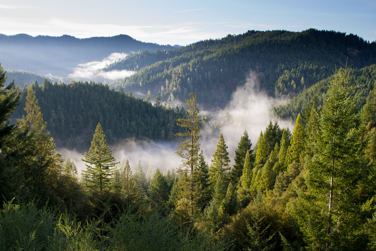Dichter Nadelwald in einer hügeligen Landschaft, durchzogen von Nebelschwaden, die zwischen den Bäumen im Morgenlicht aufsteigen.