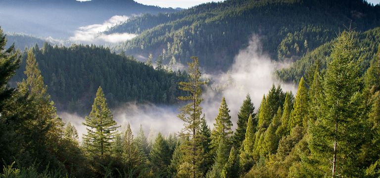 Dichter Nadelwald in einer hügeligen Landschaft, durchzogen von Nebelschwaden, die zwischen den Bäumen im Morgenlicht aufsteigen.