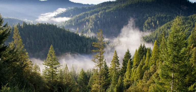 Dichter Nadelwald in einer hügeligen Landschaft, durchzogen von Nebelschwaden, die zwischen den Bäumen im Morgenlicht aufsteigen.