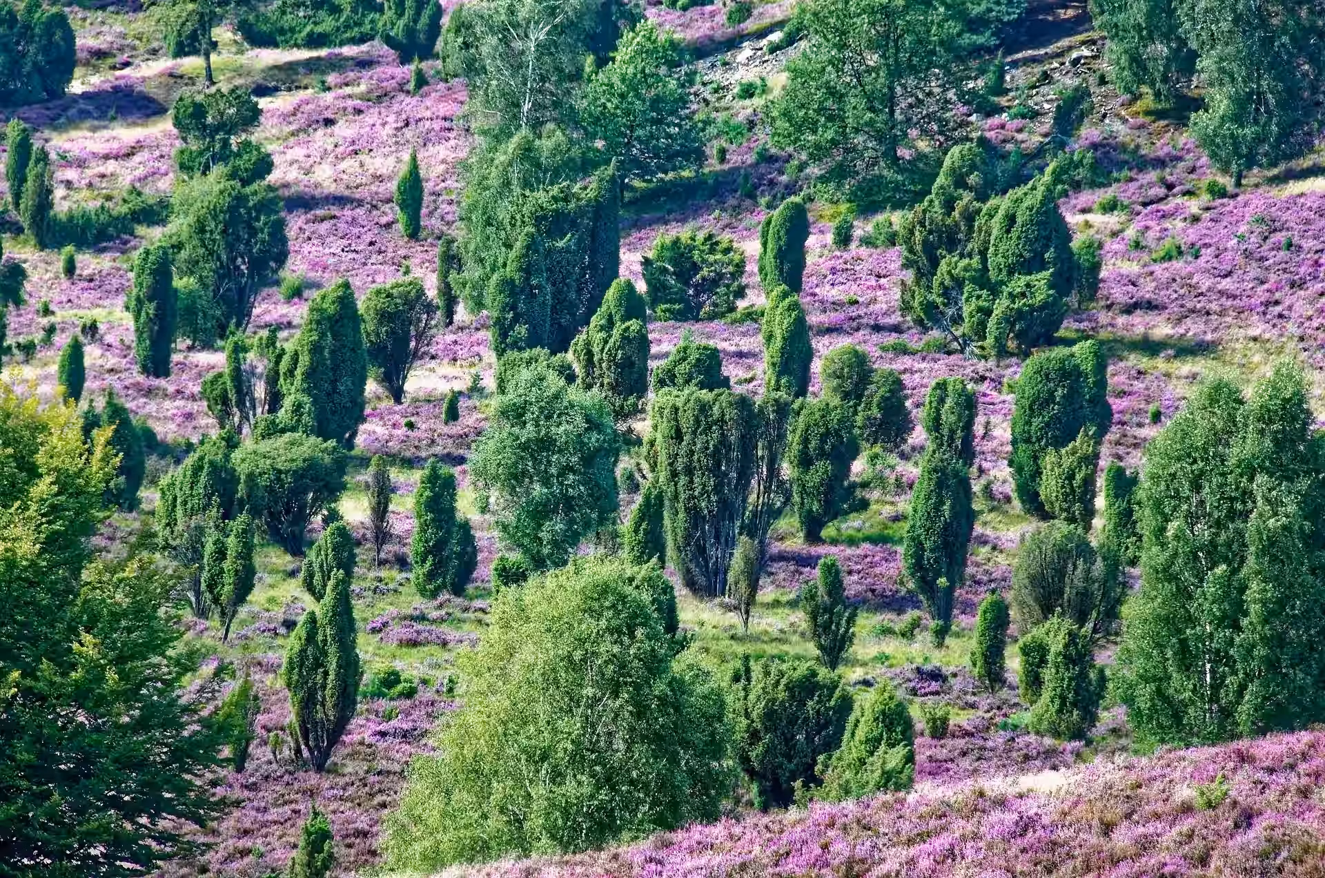 Sanfte Hügel der Lüneburger Heide, bedeckt mit leuchtend violetter Heide und vereinzelten grünen Bäumen, bilden eine üppige, farbenfrohe Landschaft unter klarem Himmel.
