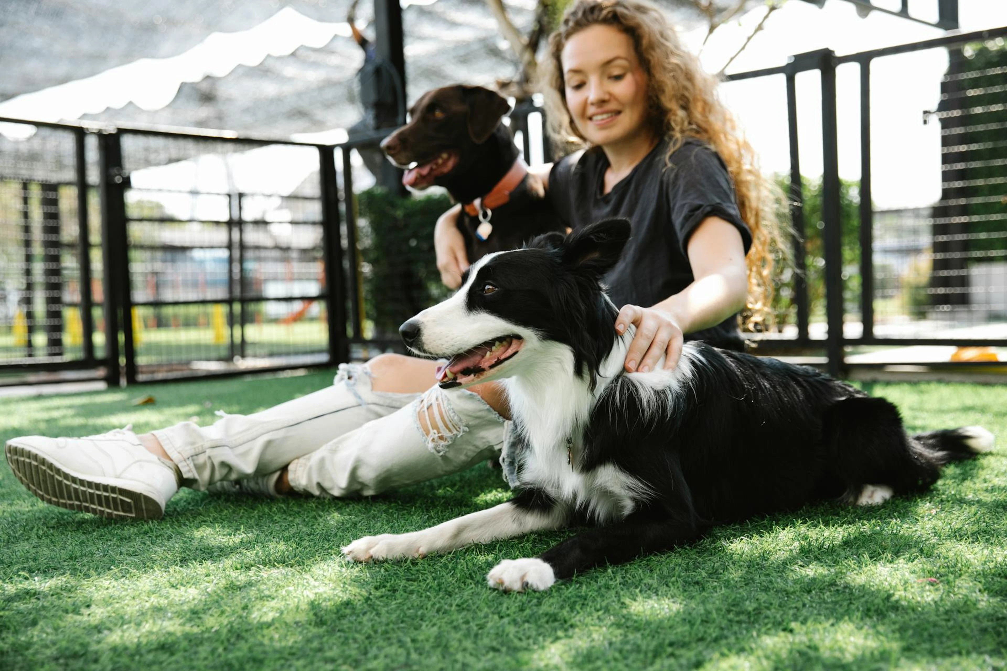 Pet-friendly amenities are a strategic choice that allows your hotel to attract more guests traveling with pets