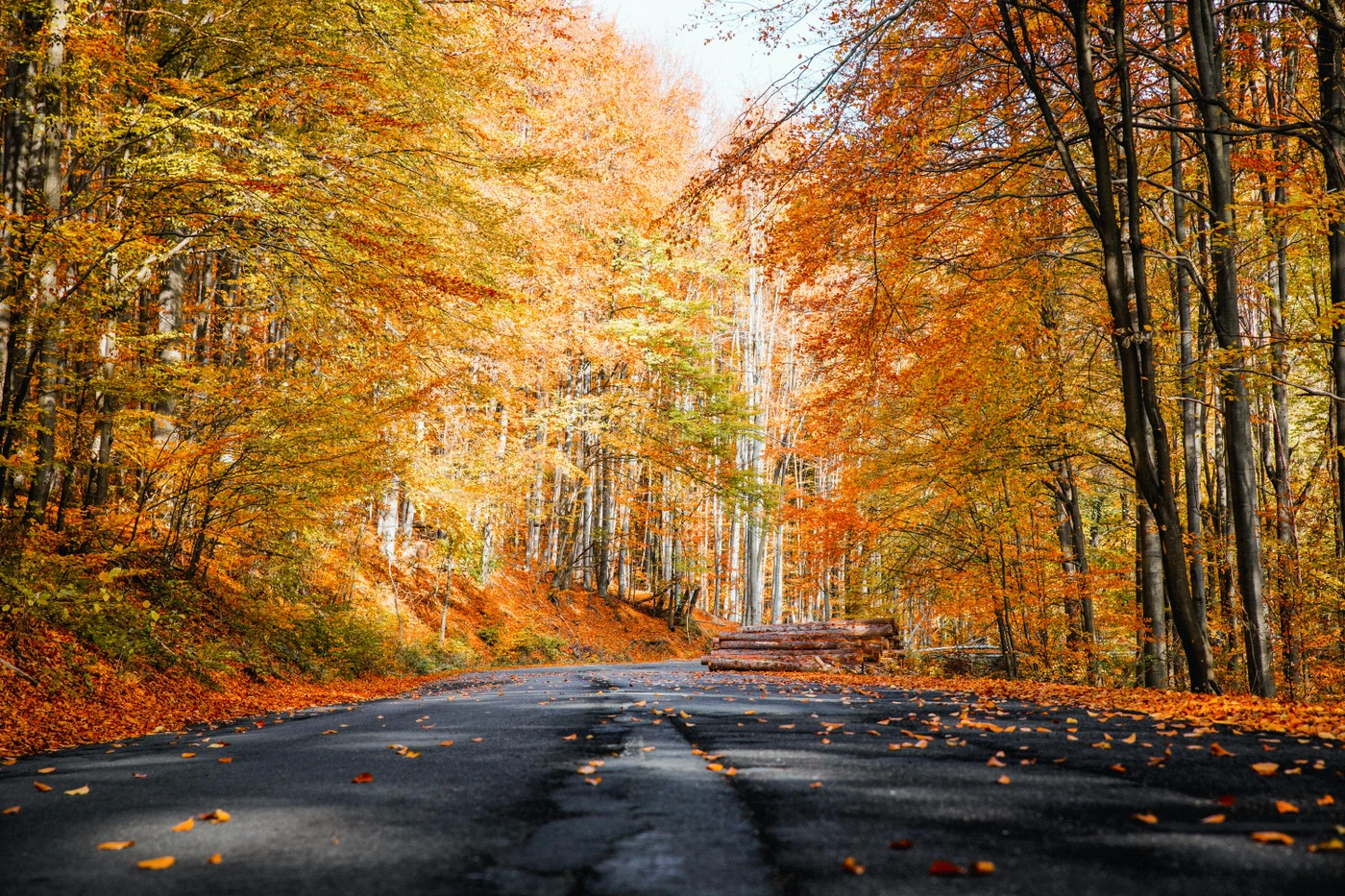 A scenic road lined with vibrant autumn trees, their leaves in shades of orange and yellow, with some fallen leaves scattered on the pavement.