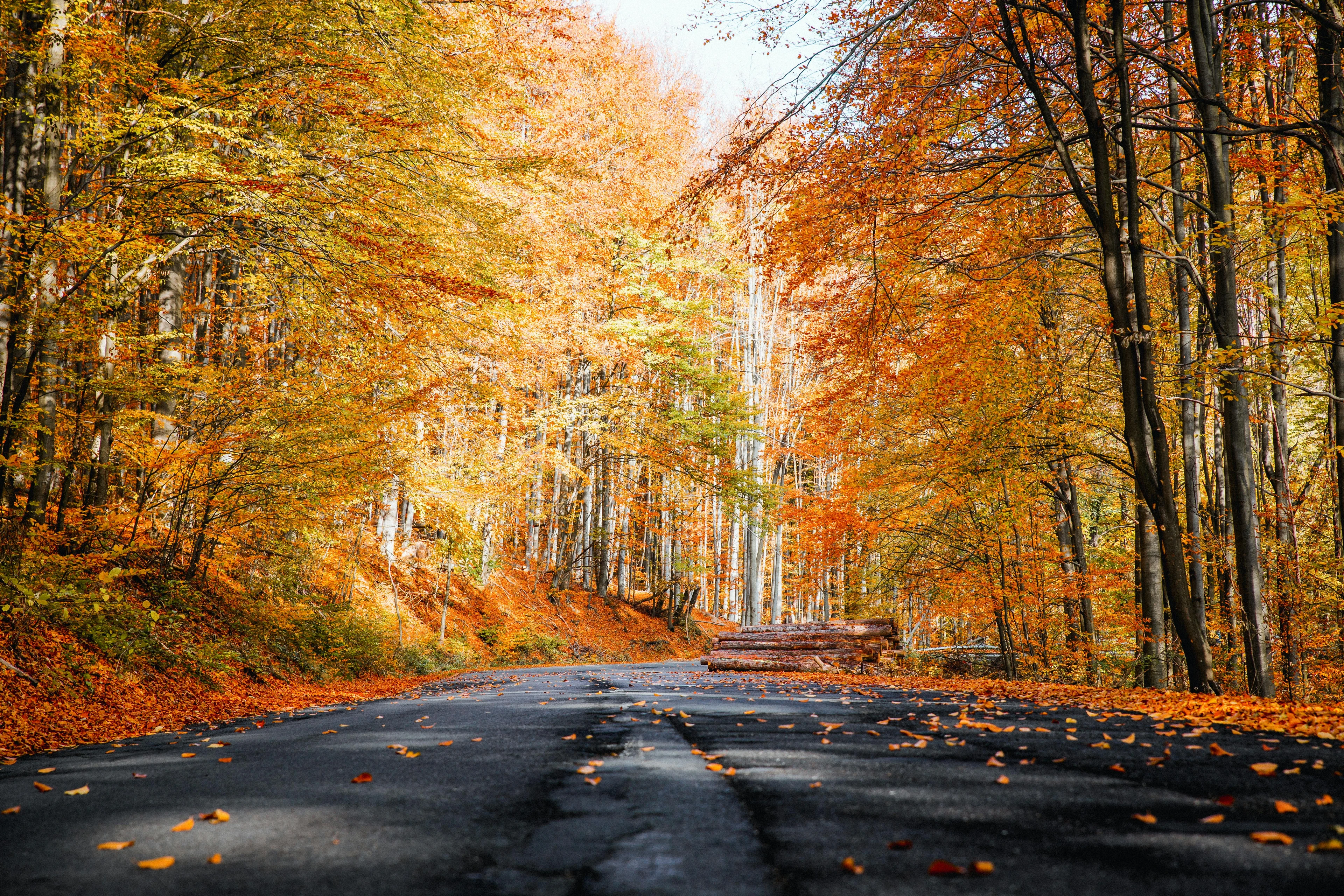 A scenic road lined with vibrant autumn trees, their leaves in shades of orange and yellow, with some fallen leaves scattered on the pavement.