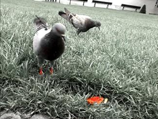 Low saturated image of two pigeons on grass, one pecking near a piece of red fruit. Benches and a building are visible in the blurred background.