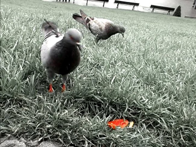 Low saturated image of two pigeons on grass, one pecking near a piece of red fruit. Benches and a building are visible in the blurred background.