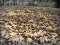 Blurred image of fallen autumn leaves on the ground, creating a swirling effect with trees faintly visible in the background.