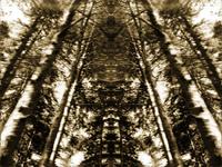 Sepia-toned abstract image of tall trees with a mirrored, symmetrical effect, creating a tunnel-like visual illusion.